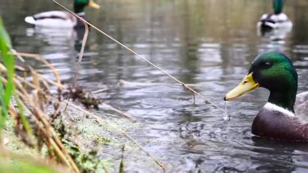 Patos Salvajes Lago Cámara Lenta Vídeo — Vídeos de Stock