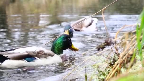 Wildenten Auf Dem See Zeitlupenvideo — Stockvideo