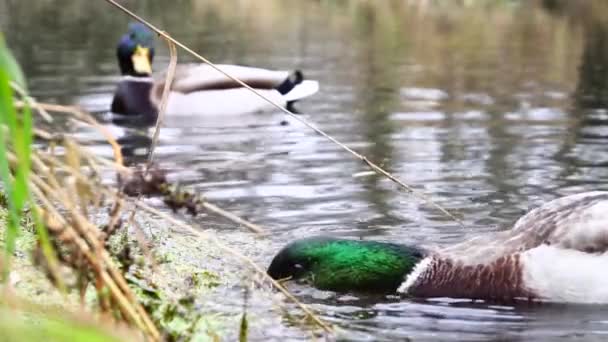Canards Sauvages Sur Lac Slow Motion Vidéo — Video