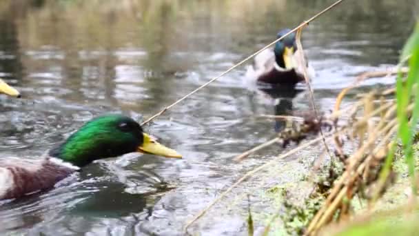 Patos Selvagens Lago Slow Motion Vídeo — Vídeo de Stock