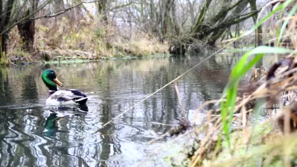 Wild Ducks Lake Slow Motion Video — Stock Video