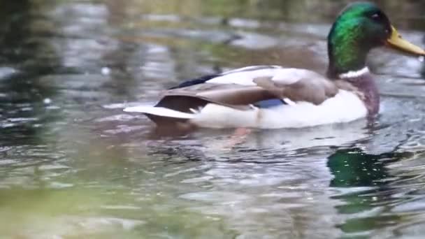 湖上的野鸭 慢镜头 — 图库视频影像