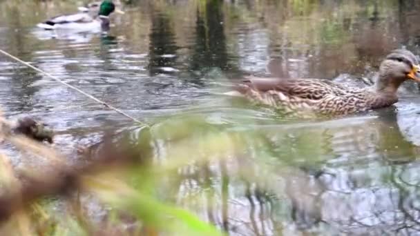 Wild Ducks Lake Slow Motion Video — Stock Video