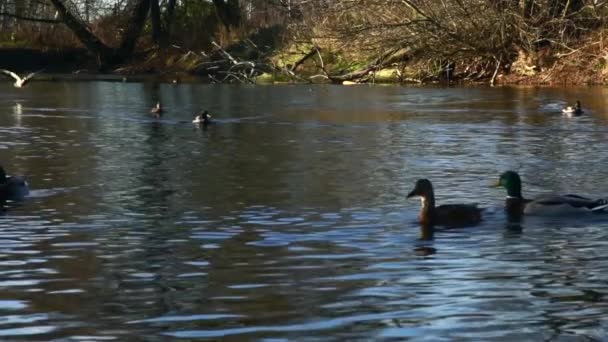 Wild Ducks Lake Slow Motion Video — Stock Video