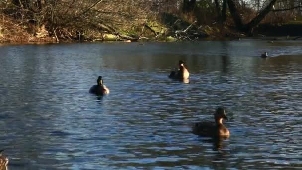 Dzikie Kaczki Jeziorze Slow Film — Wideo stockowe
