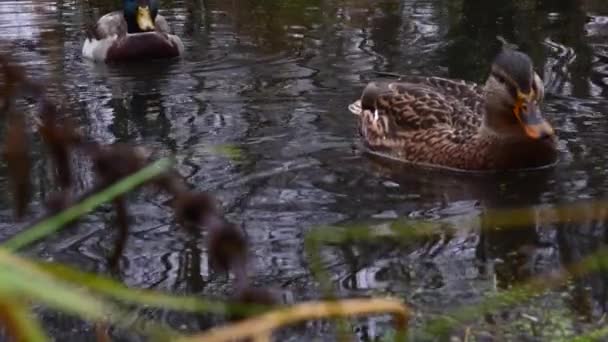 Wild Ducks Lake Slow Motion Video — Stock Video