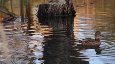 Göldeki vahşi ördekler. Yavaş çekim videosu.