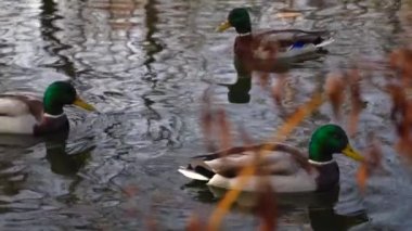 Göldeki vahşi ördekler. Yavaş çekim videosu.