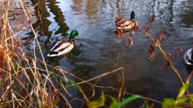 Göldeki vahşi ördekler. Yavaş çekim videosu.