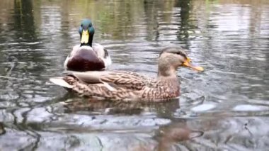 Göldeki vahşi ördekler. Yavaş çekim videosu.