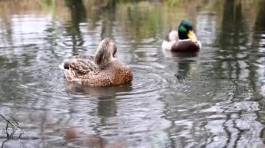 Göldeki vahşi ördekler. Yavaş çekim videosu.