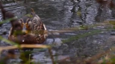 Göldeki vahşi ördekler. Yavaş çekim videosu.