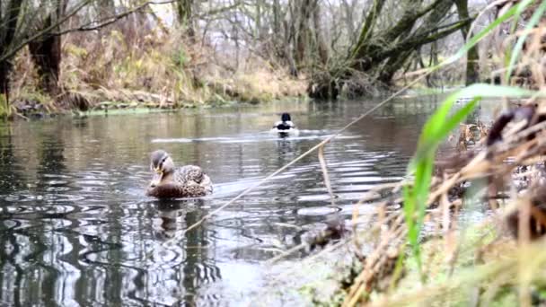 Wild Ducks Lake Slow Motion Video — Stock Video