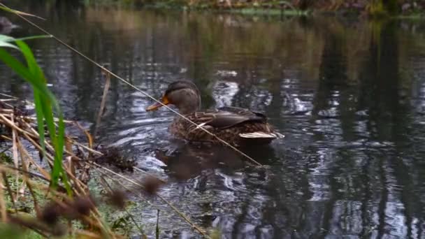 Wild Ducks Lake Slow Motion Video — Stock Video