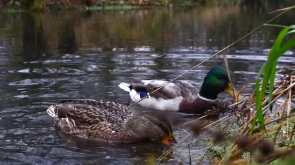 Wild Ducks Lake Slow Motion Video — Stock Video