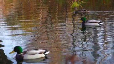 Göldeki vahşi ördekler. Yavaş çekim videosu.