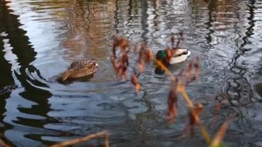 Göldeki vahşi ördekler. Yavaş çekim videosu.