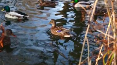 Göldeki vahşi ördekler. Yavaş çekim videosu.