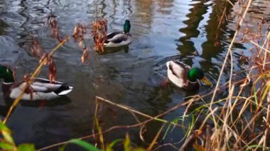 Göldeki vahşi ördekler. Yavaş çekim videosu.