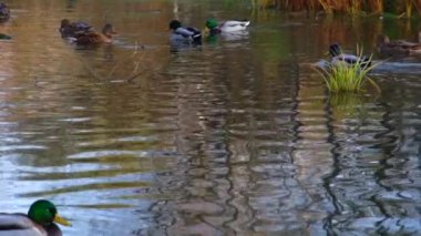Göldeki vahşi ördekler. Yavaş çekim videosu.