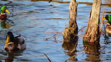 Göldeki vahşi ördekler. Yavaş çekim videosu.