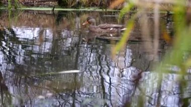 Göldeki vahşi ördekler. Yavaş çekim videosu.