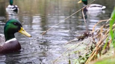 Göldeki vahşi ördekler. Yavaş çekim videosu.