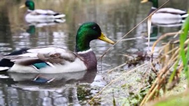Göldeki vahşi ördekler. Yavaş çekim videosu.