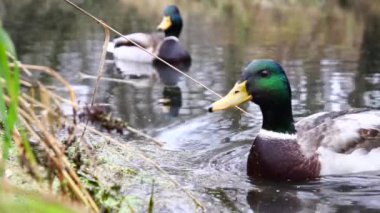Göldeki vahşi ördekler. Yavaş çekim videosu.