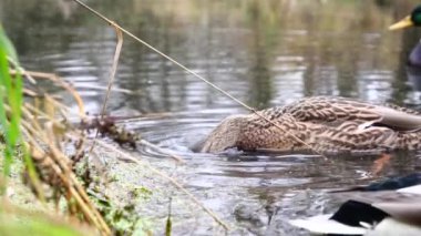 Göldeki vahşi ördekler. Yavaş çekim videosu.