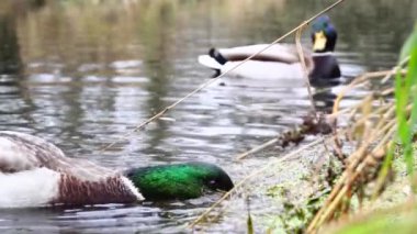 Göldeki vahşi ördekler. Yavaş çekim videosu.