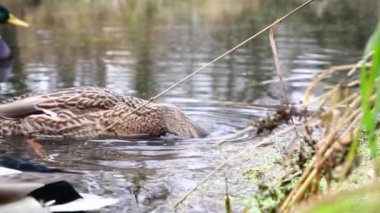Göldeki vahşi ördekler. Yavaş çekim videosu.