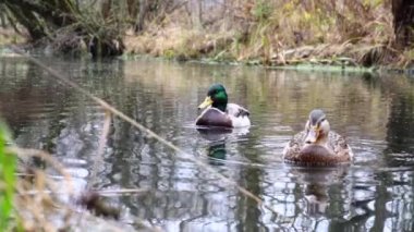 Göldeki vahşi ördekler. Yavaş çekim videosu.