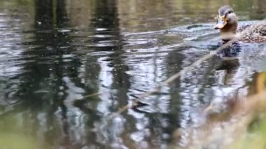 Göldeki vahşi ördekler. Yavaş çekim videosu.
