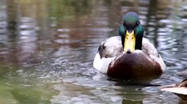 Göldeki vahşi ördekler. Yavaş çekim videosu.