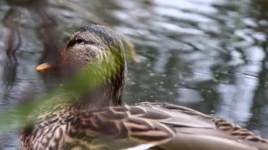 Göldeki vahşi ördekler. Yavaş çekim videosu.