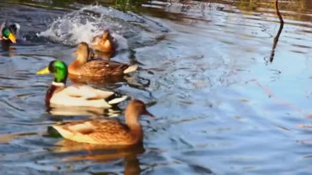 Wild Ducks Lake Slow Motion Video — Stock Video