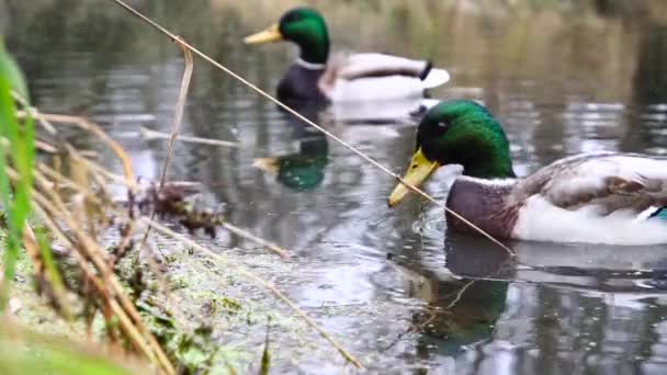 Canards Sauvages Sur Lac Slow Motion Vidéo — Video
