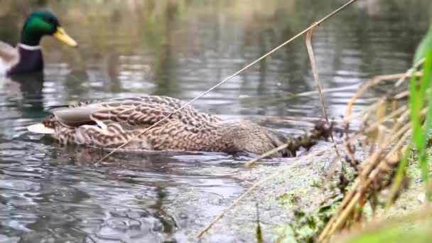 Canards Sauvages Sur Lac Slow Motion Vidéo — Video