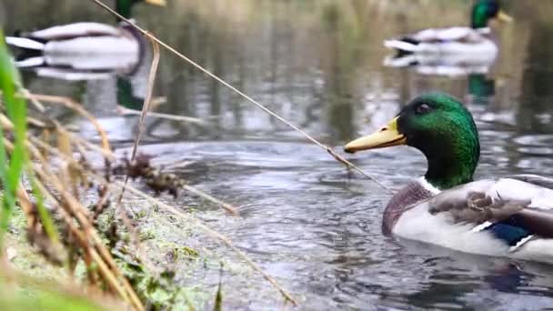 Wild Ducks Lake Slow Motion Video — стоковое видео