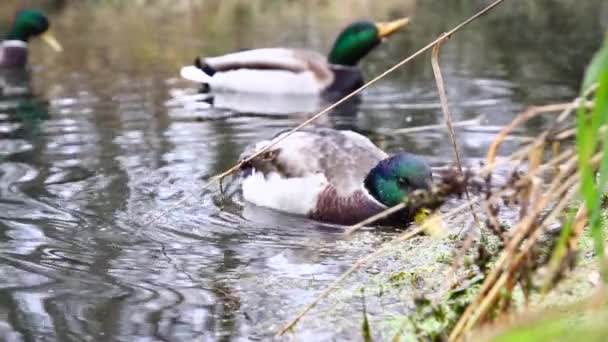 Wild Ducks Lake Slow Motion Video — Stock Video