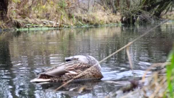 Wild Ducks Lake Slow Motion Video — Stock Video