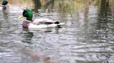 Göldeki vahşi ördekler. Yavaş çekim videosu.