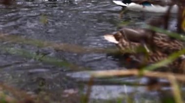 Göldeki vahşi ördekler. Yavaş çekim videosu.