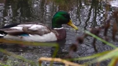 Göldeki vahşi ördekler. Yavaş çekim videosu.