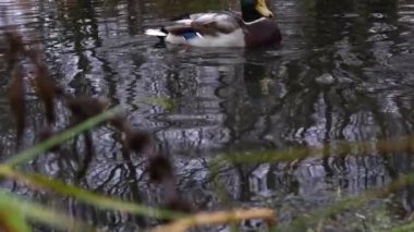 Göldeki vahşi ördekler. Yavaş çekim videosu.