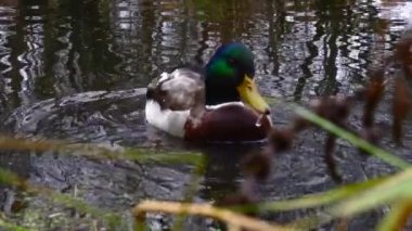 Göldeki vahşi ördekler. Yavaş çekim videosu.