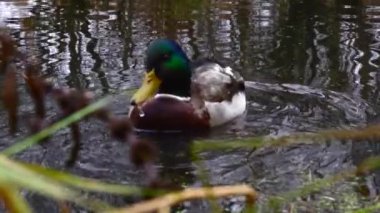Göldeki vahşi ördekler. Yavaş çekim videosu.