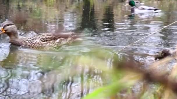 Άγρια Πάπιες Στη Λίμνη Αργή Κίνηση Βίντεο — Αρχείο Βίντεο