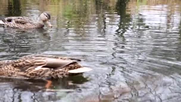Patos Salvajes Lago Cámara Lenta Vídeo — Vídeo de stock
